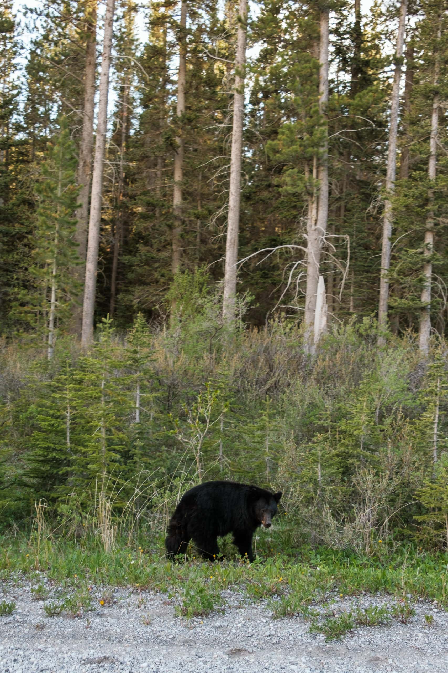 A black bear looks at the camera.