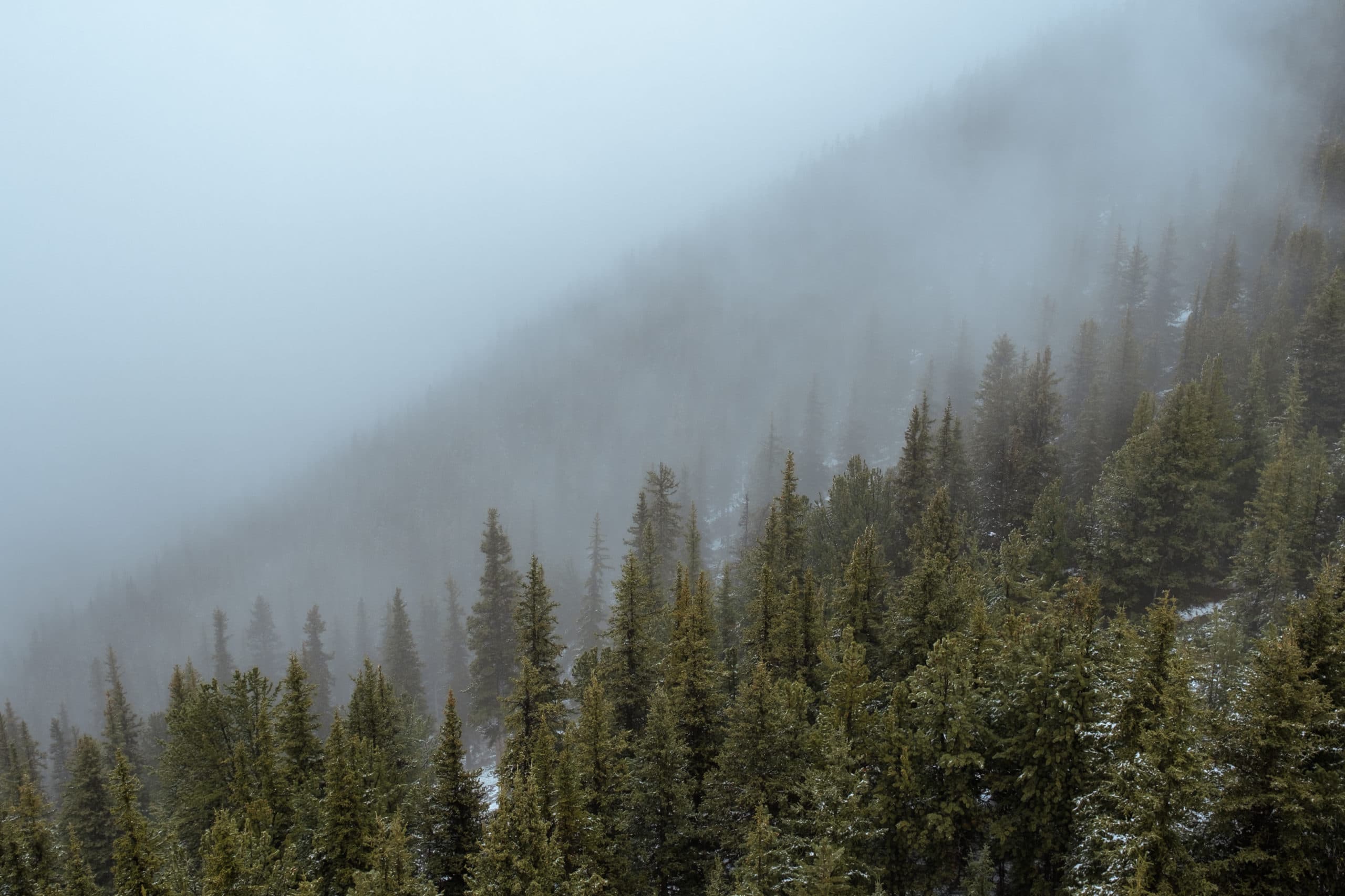 Fog-covered trees on Sulphur Mountain.