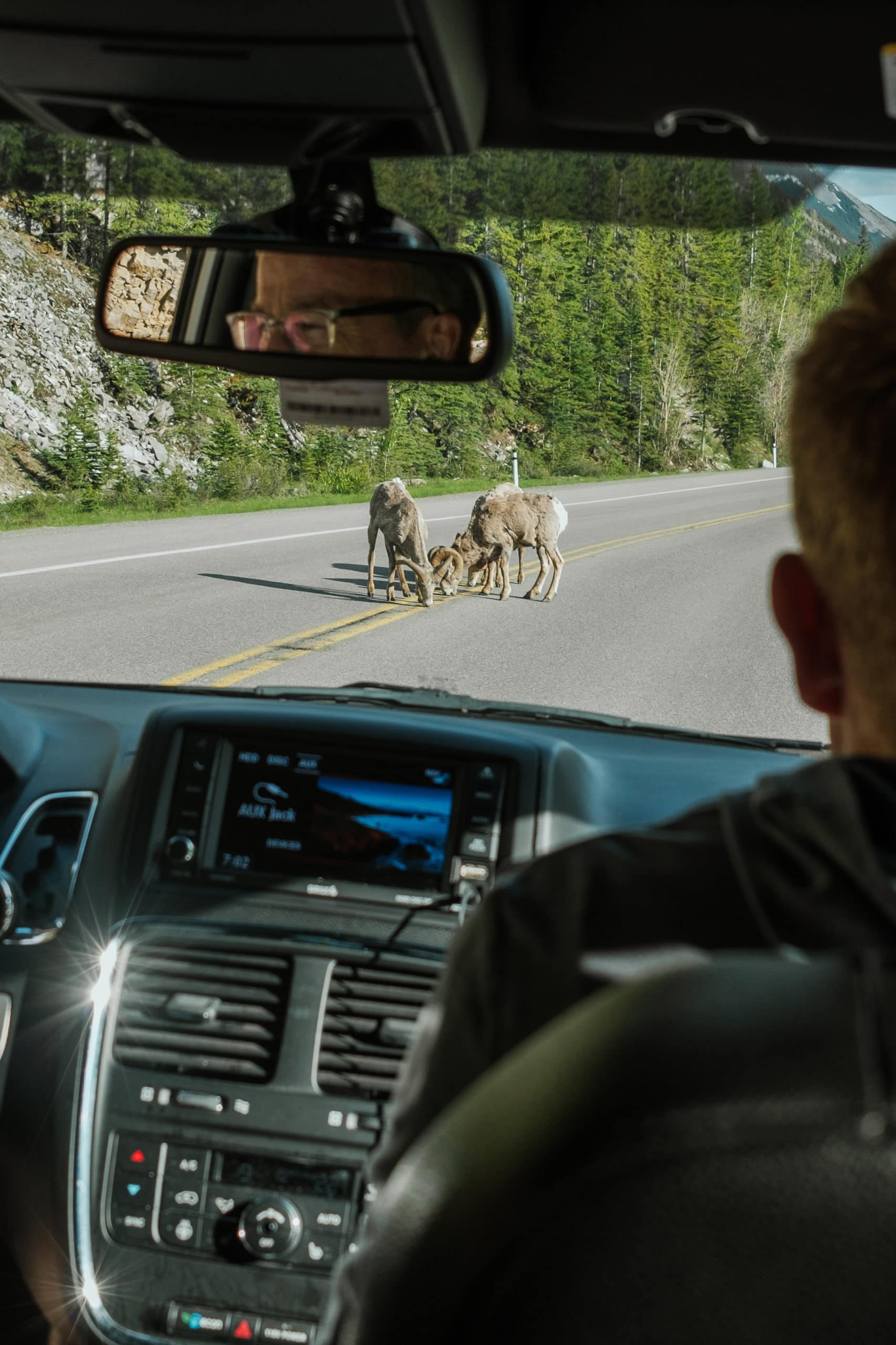 Sheep licking the road, as seen from inside a car.