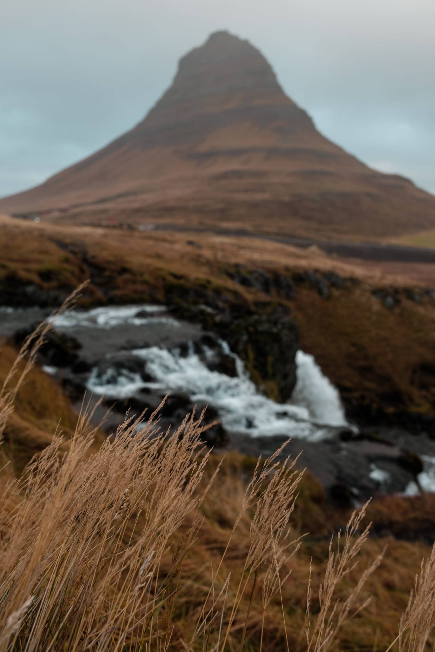 Plants in front of the mountain and waterfall.