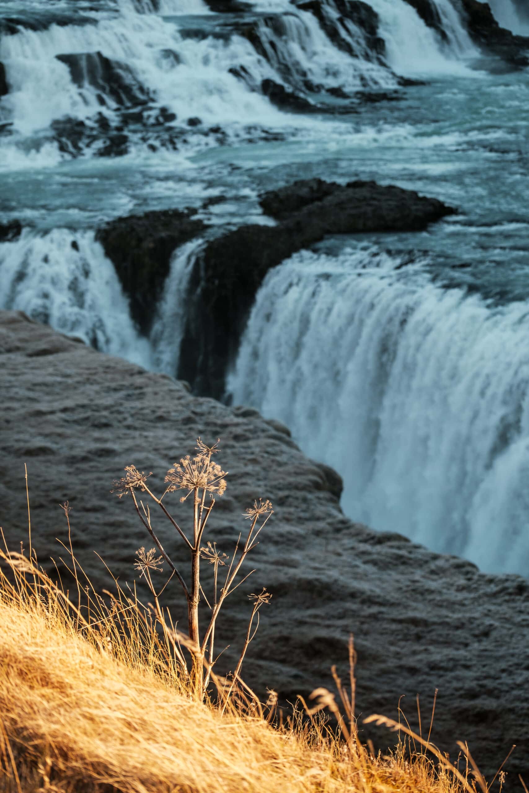 Dry plants in front of Gullfoss.