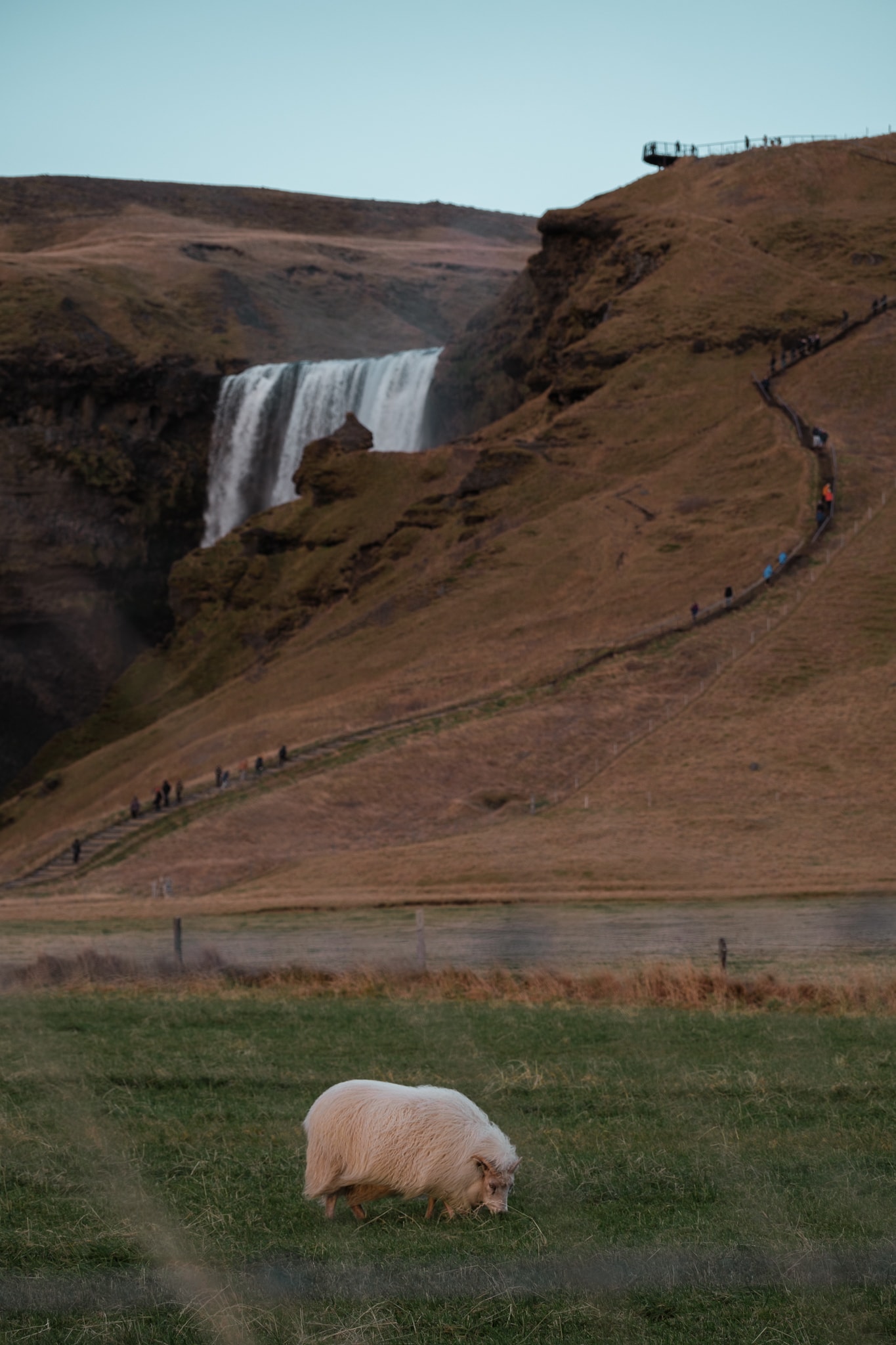 Sheep graze near Skogafoss, and people walk up steps to the viewing platform.