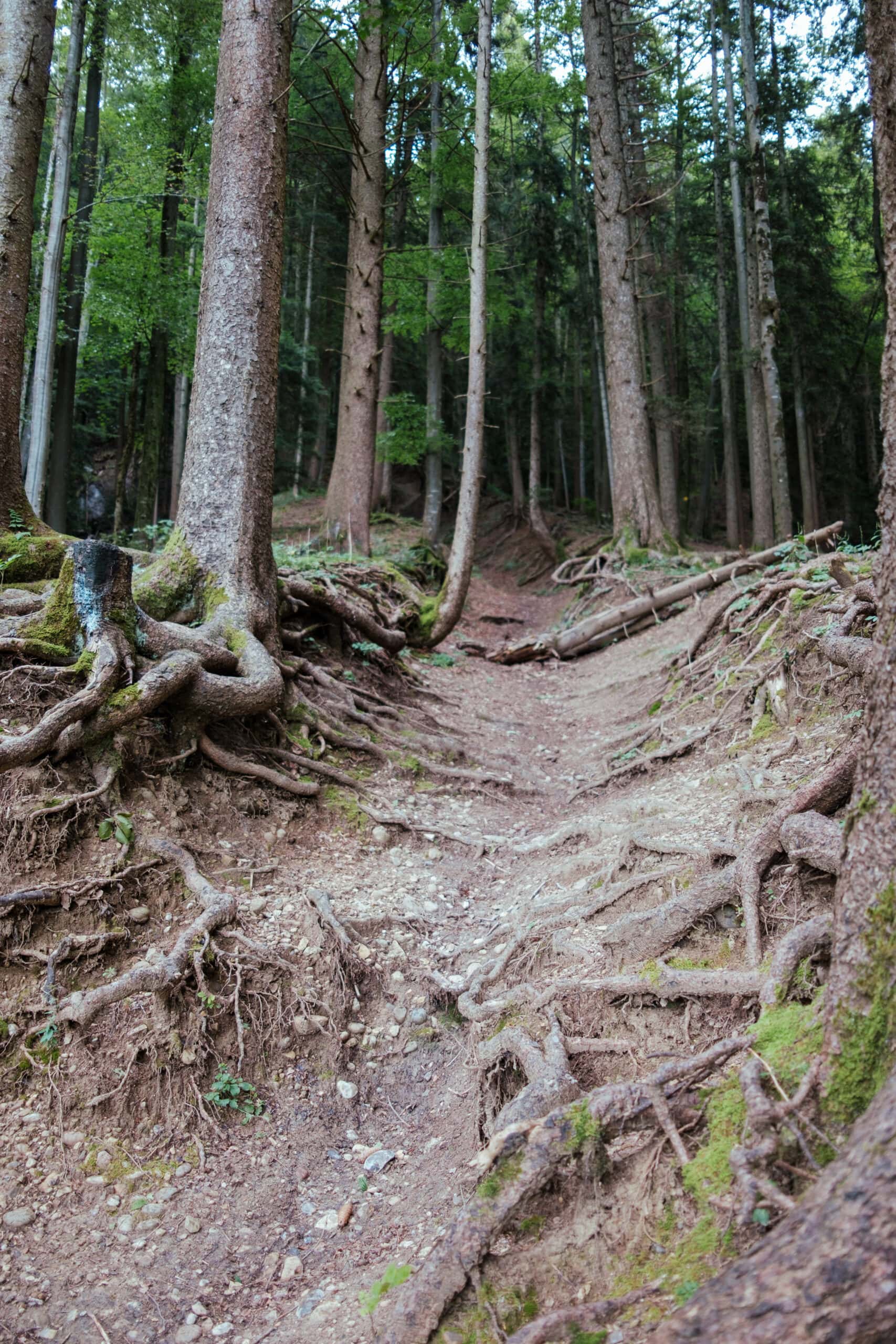 The woods where Tauferhohle is located.