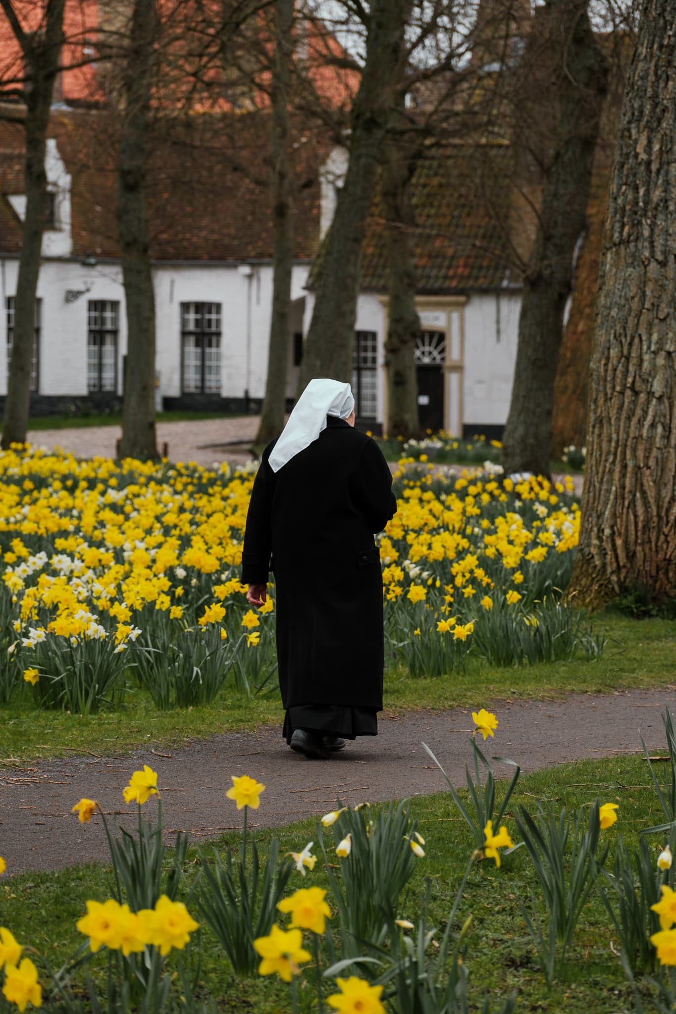 A nun walks through a daffodil field in the Begijnhof.