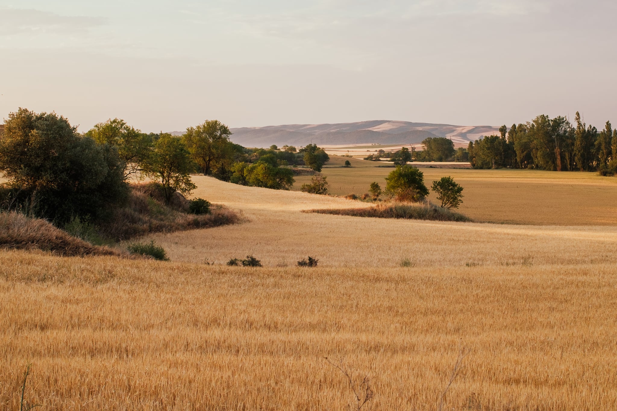 Wheat fields are golden in the early morning light.
