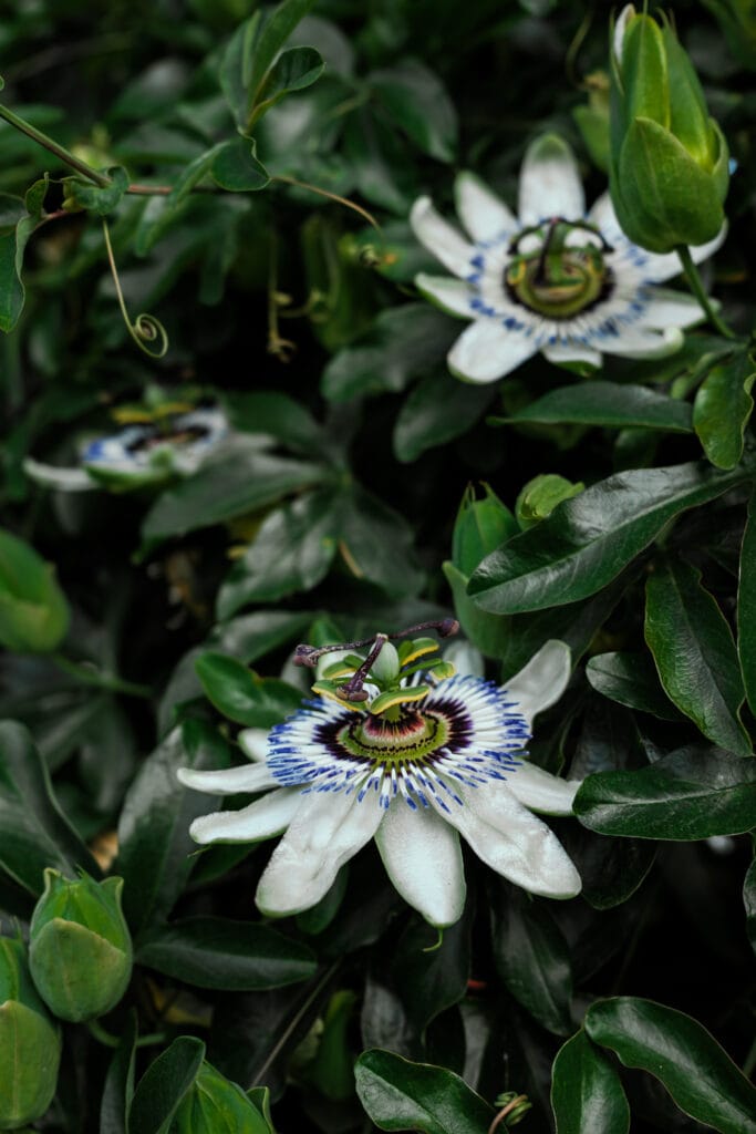 Close view of white flower with complex center.