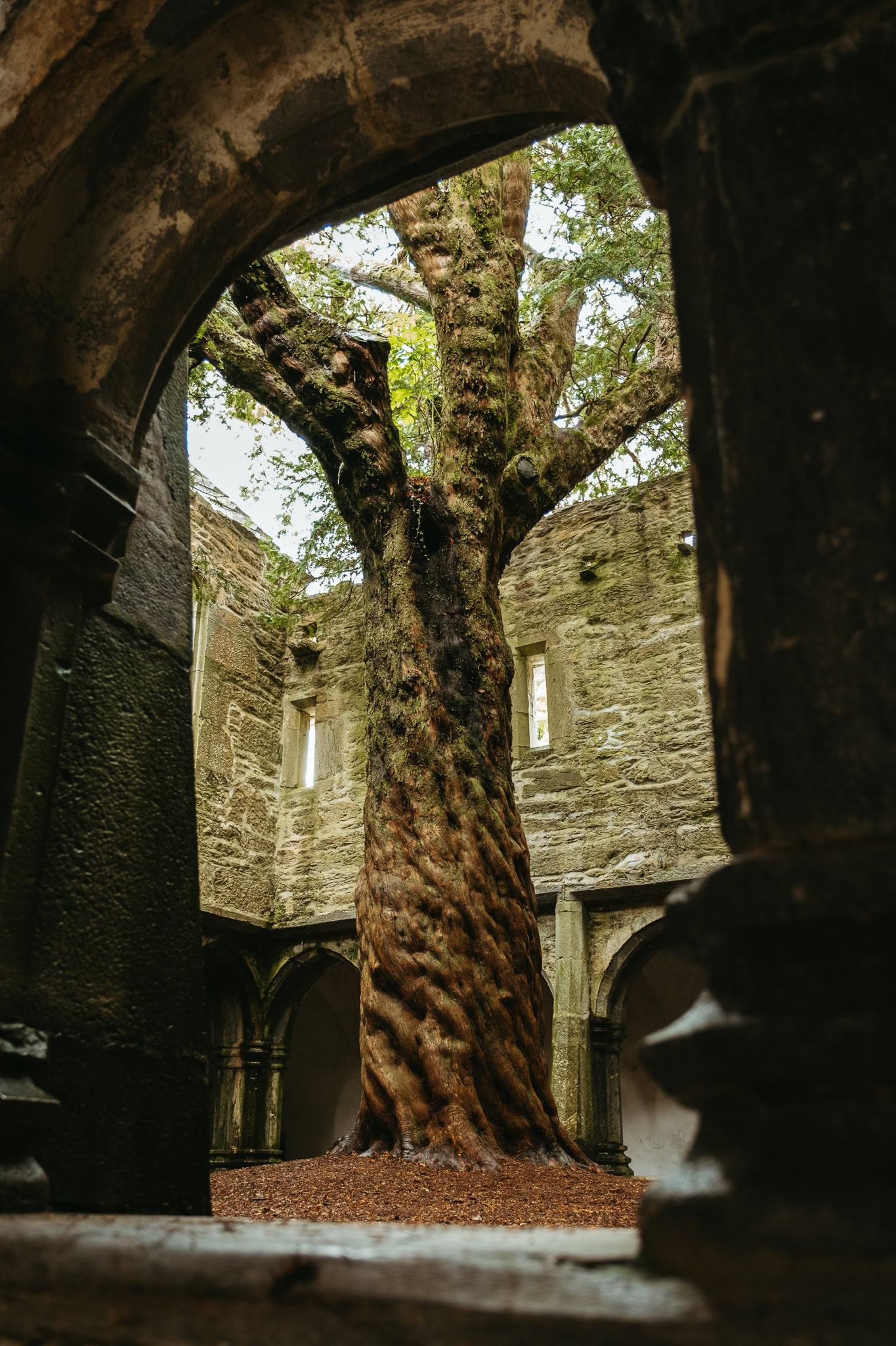 A large, old yew tree growing out of the center of an abbey cloister.