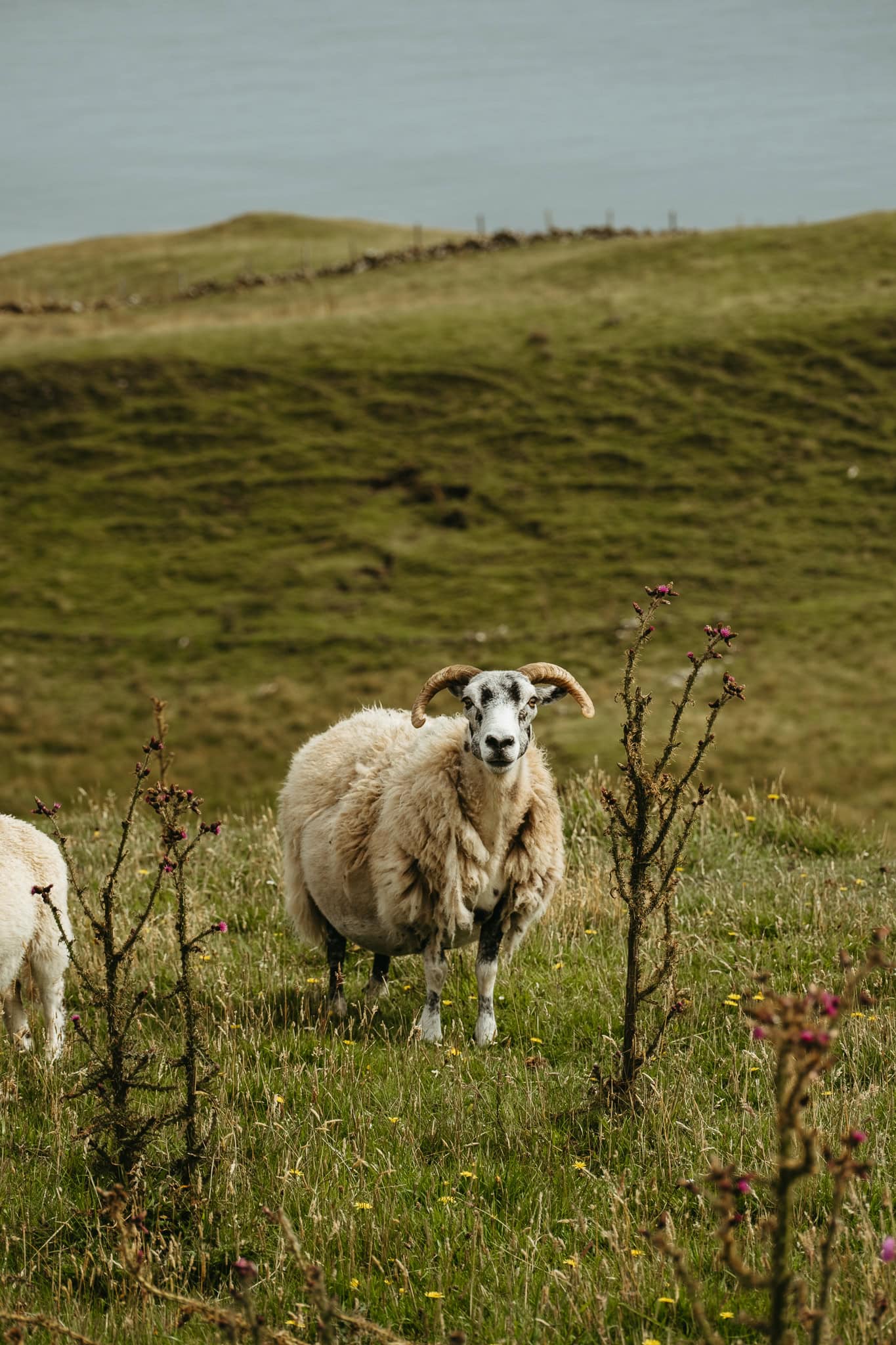 A ram, standing in a field of grass, looks at the camera.