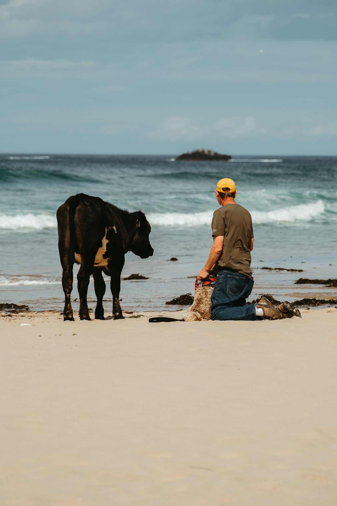 A man crouches with his dog beside a cow standing on the beach.
