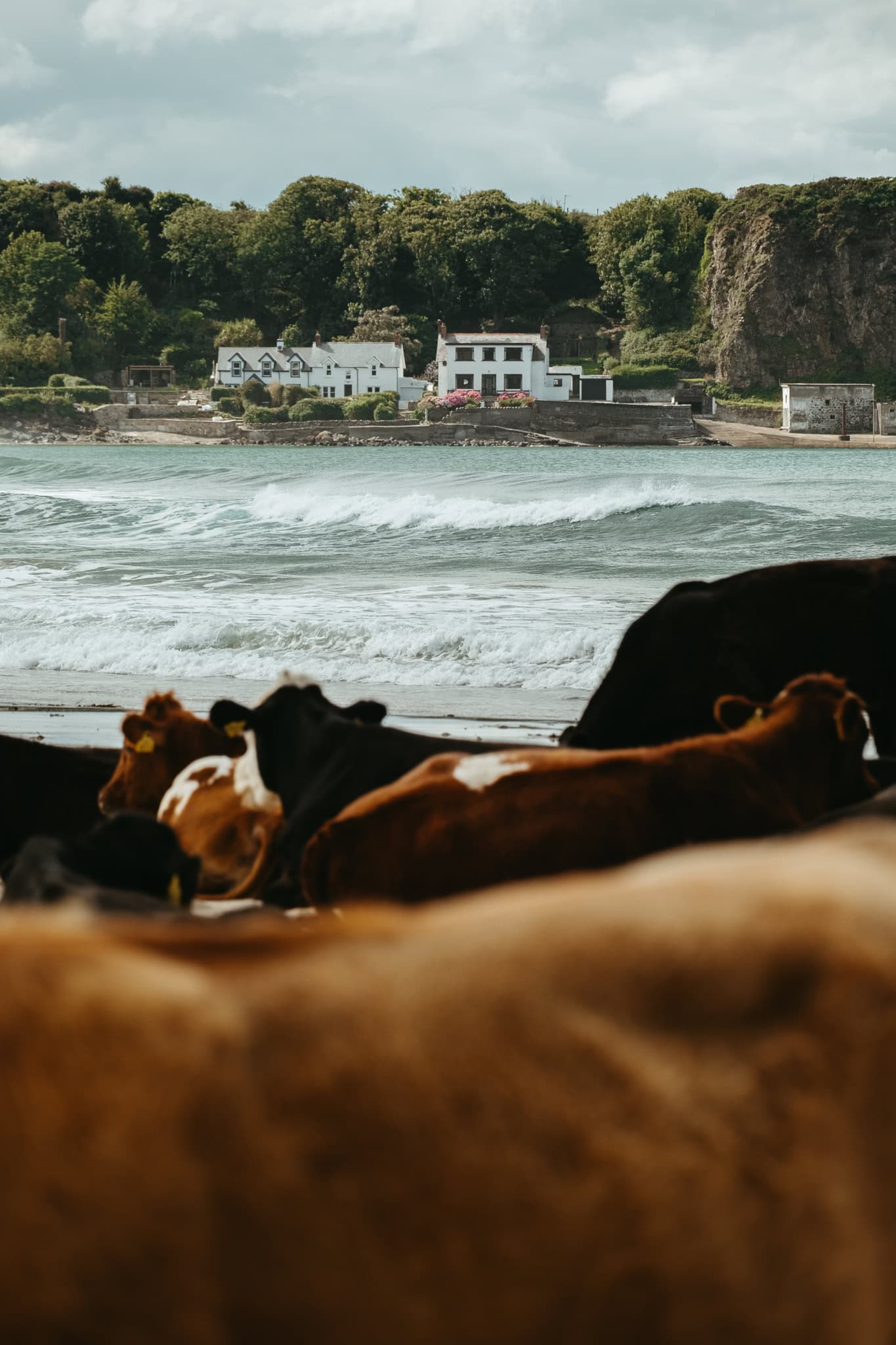 Cows stand on the beach; in the background are buildings along the water.