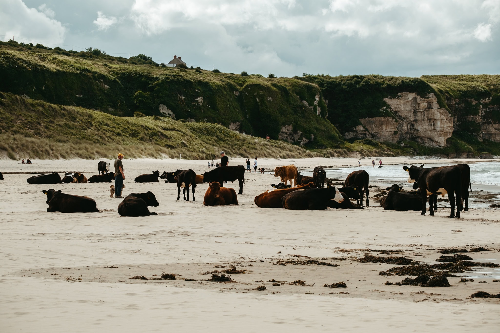 A herd of cows laying and standing on the sand at White Park Bay beach.