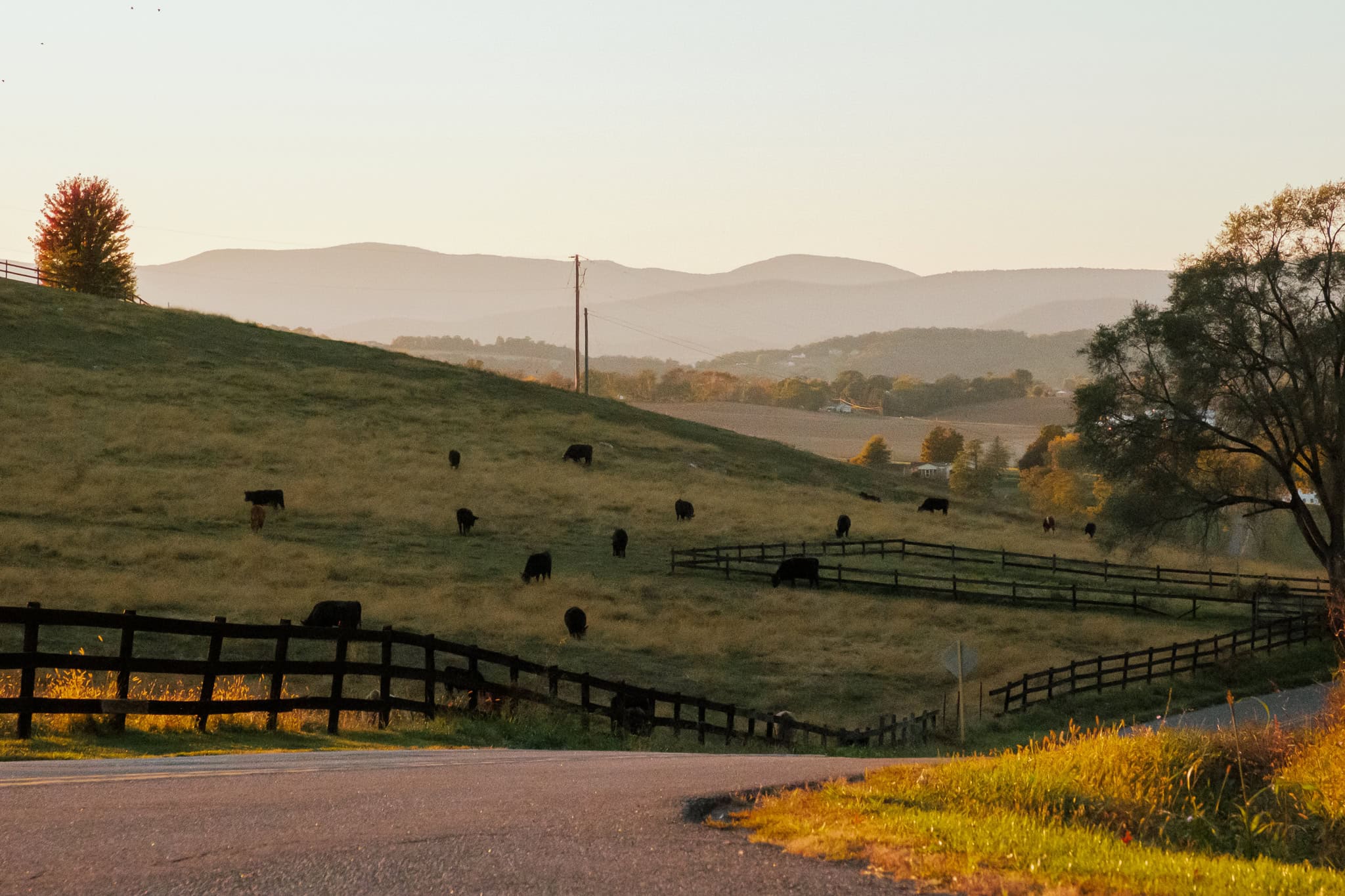 Animals graze on rolling hills during. golden hour.