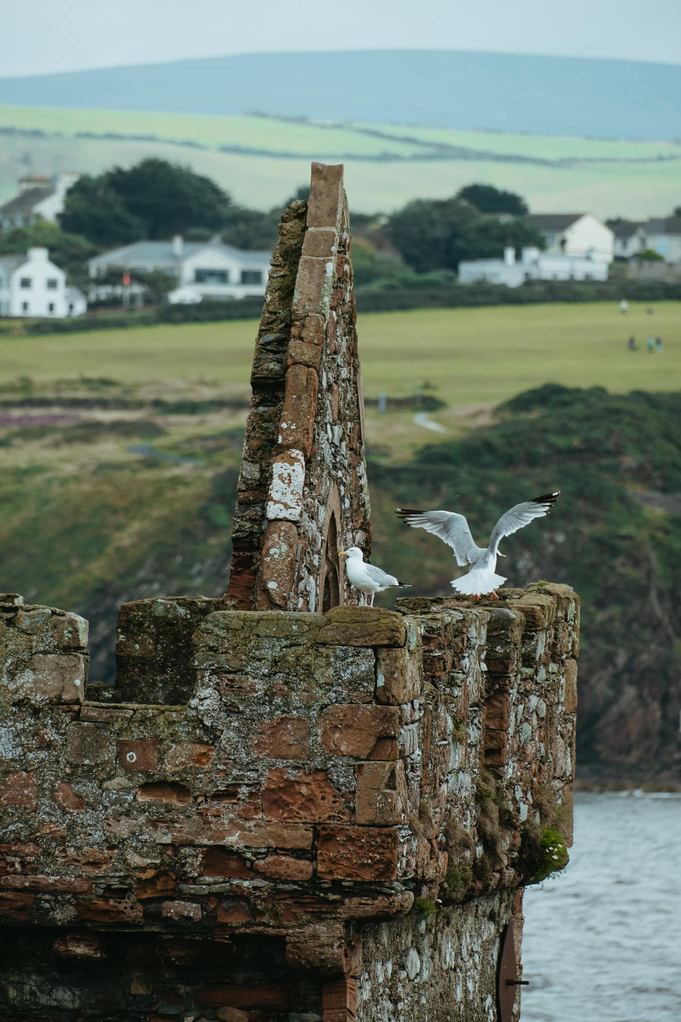 Birds on the ruins of Peel Castle.