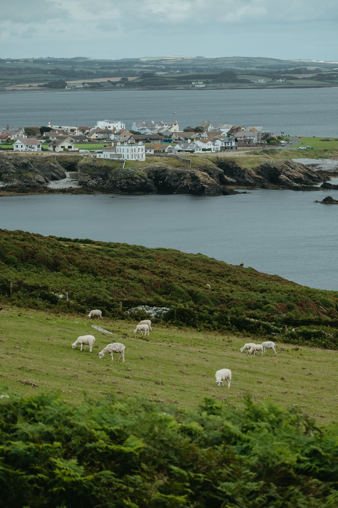 Sheep grazing in the foreground; Port St. Mary in the background.