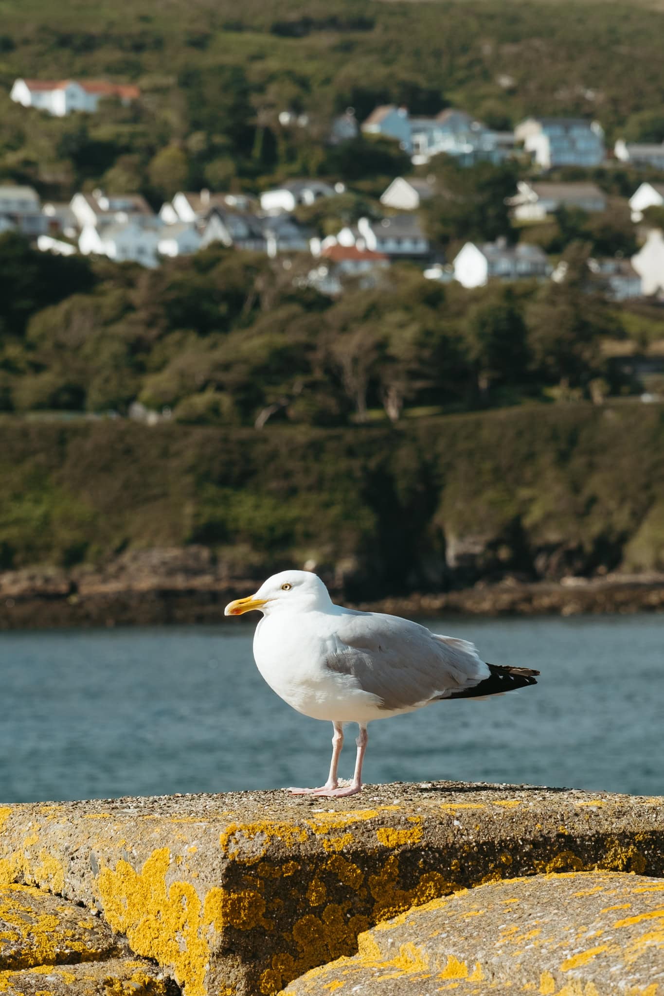 A seagull sitting on a pillar.