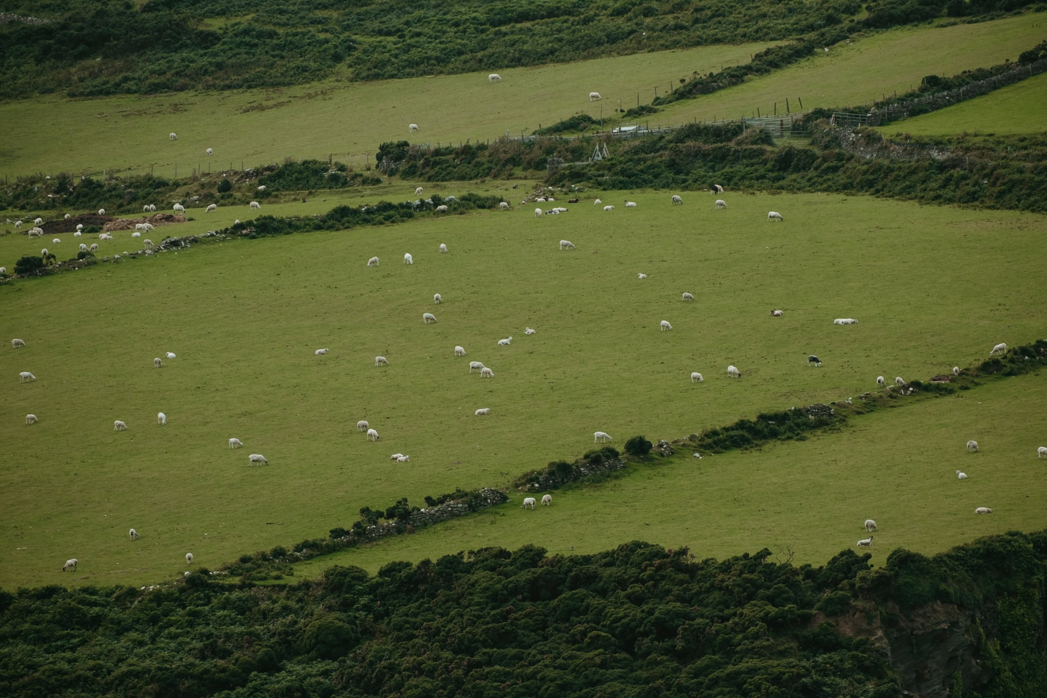 A green pasture of sheep grazing.