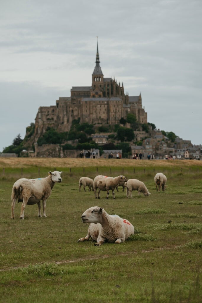Sheep in fields in front of Mont St. Michel.