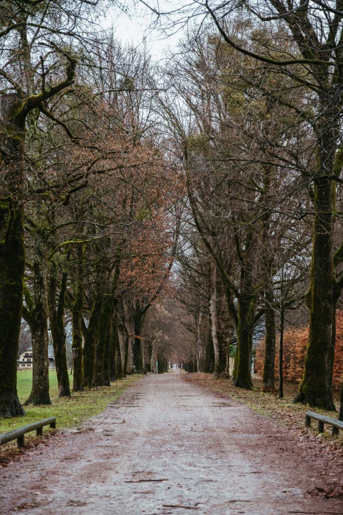 A lane lined with bare trees.